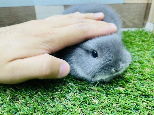 ネザーランドドワーフ