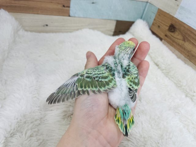 セキセイインコ