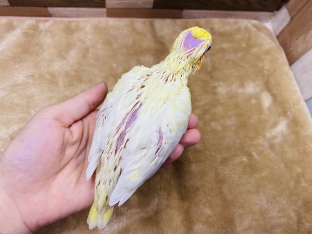 オカメインコ