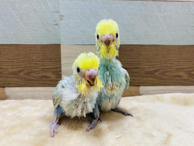 セキセイインコ
