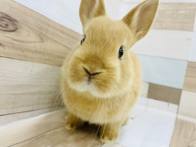 ネザーランドドワーフ