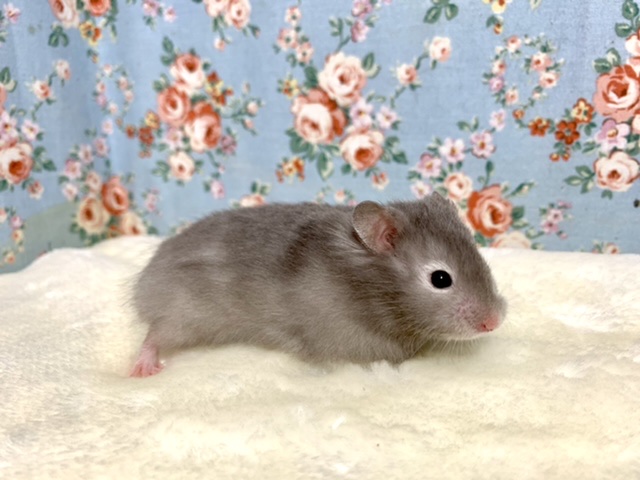 ゴールデンハムスター