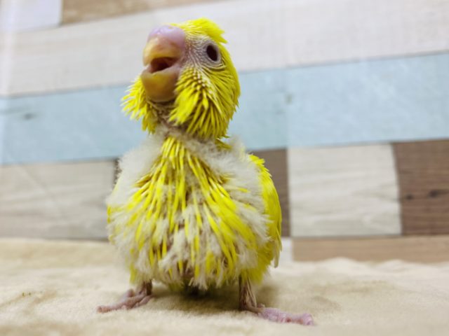 セキセイインコ