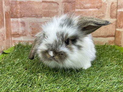 ロップイヤーラビット