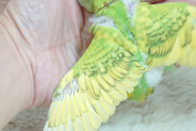セキセイインコ