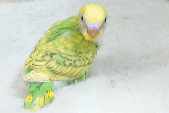 セキセイインコ