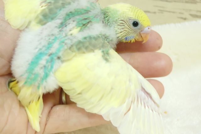 セキセイインコ