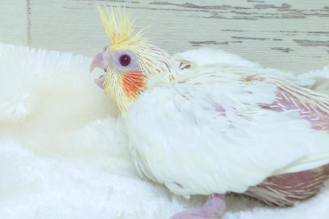 もっちもちの~ばでぃ♪ 重量感満載っ☆ オカメインコ ルチノーです! オカメインコ