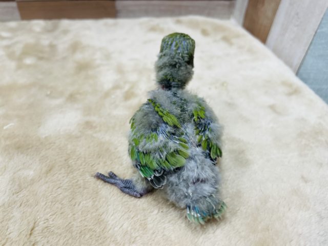 コザクラインコ（小桜インコ）