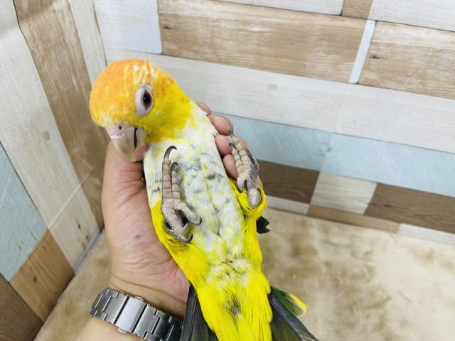 シロハラインコ