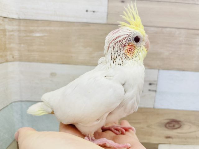 オカメインコ