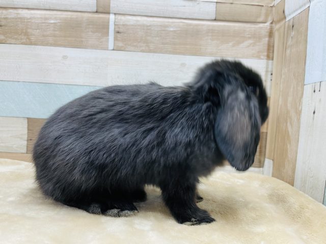 ホーランドロップ