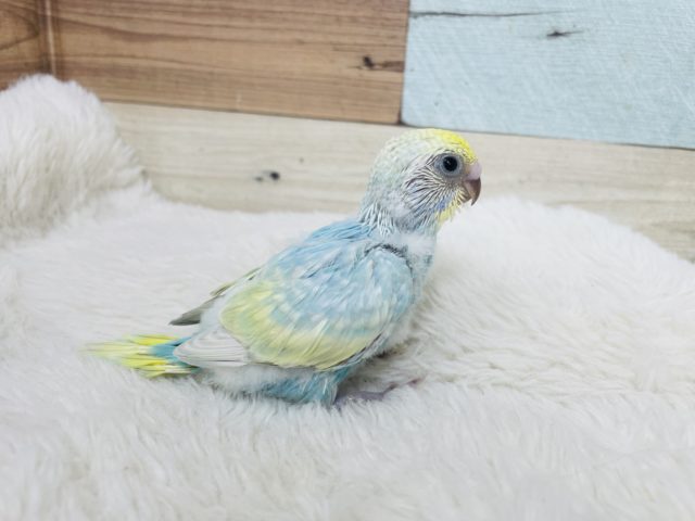 1番に輝きたい!!セキセイインコ パステルレインボー セキセイインコ