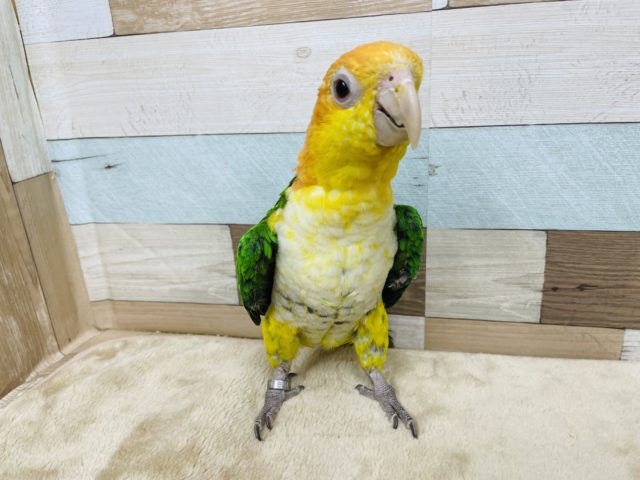 シロハラインコ