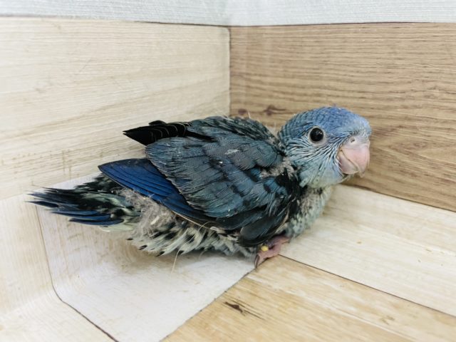 サザナミインコ