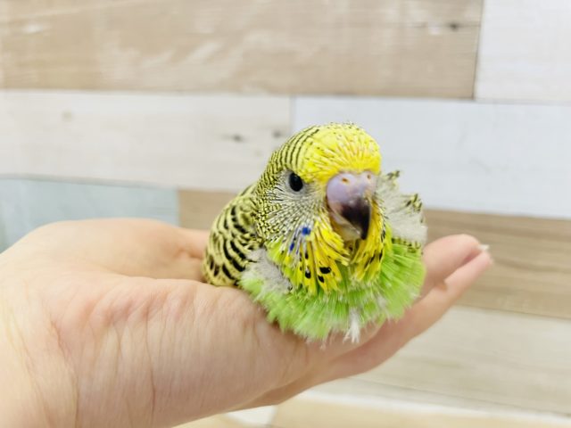 ジャンボセキセイインコ