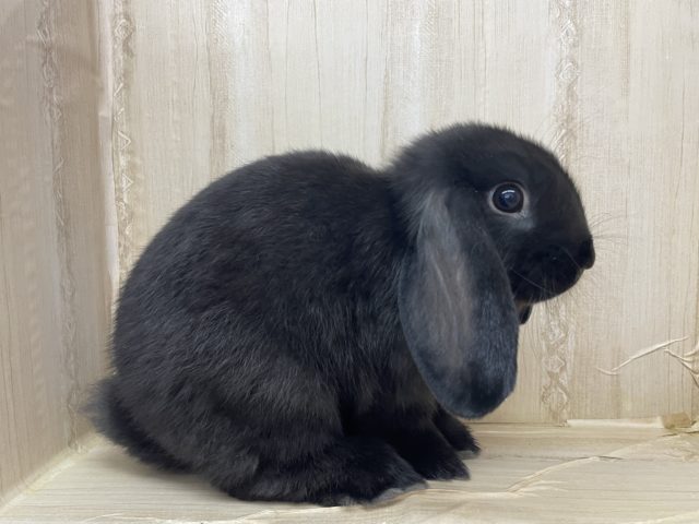 ロップイヤーラビット