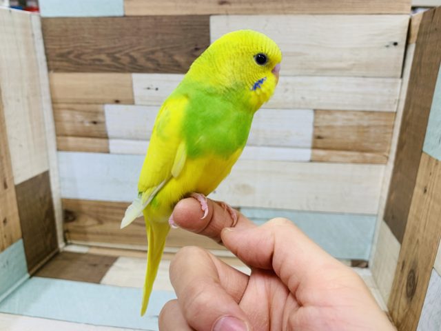 セキセイインコ
