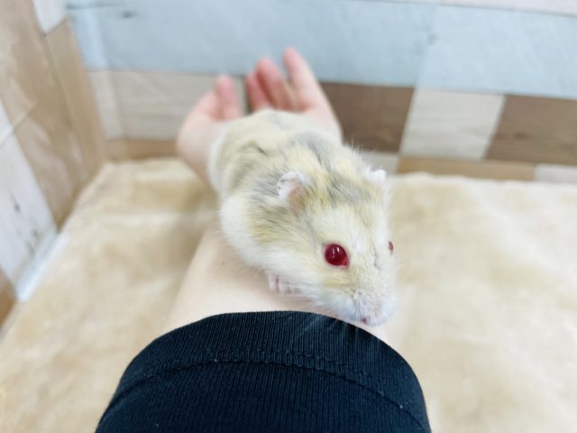 キャンベルハムスター
