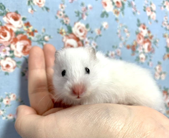 ゴールデンハムスター