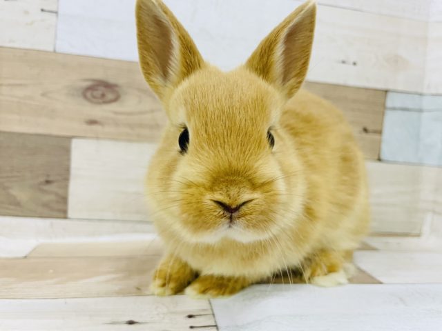 ネザーランドドワーフ