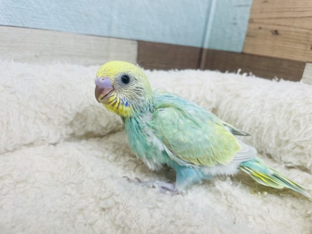 セキセイインコ
