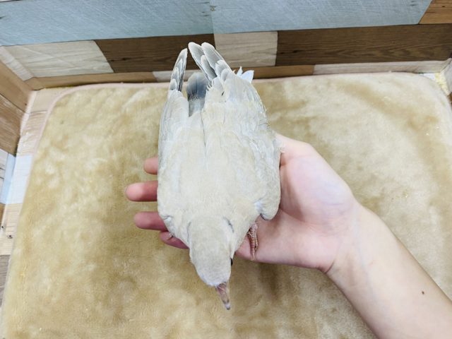 ジュズカケバト