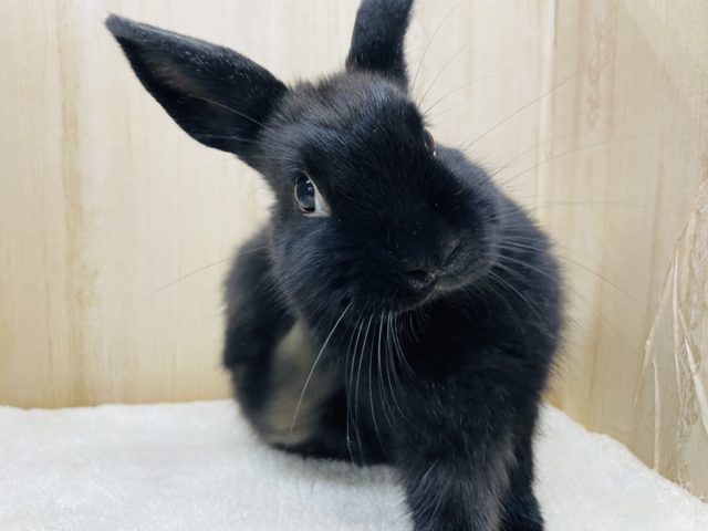 ネザーランドドワーフ