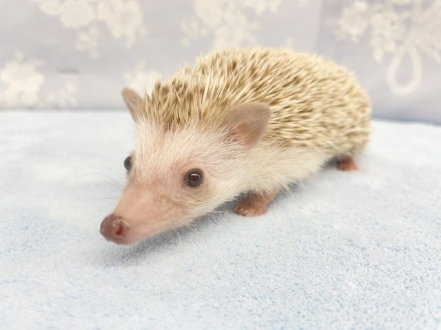 ハリネズミ（ヨツユビハリネズミ）