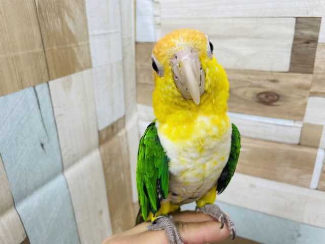 シロハラインコ