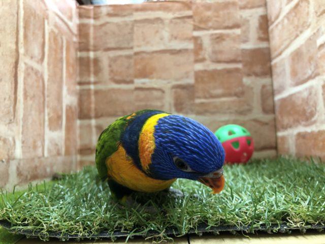 ゴシキセイガイインコ