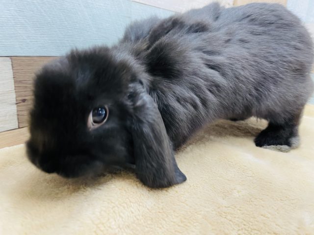 ホーランドロップ