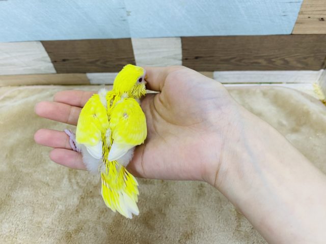セキセイインコ