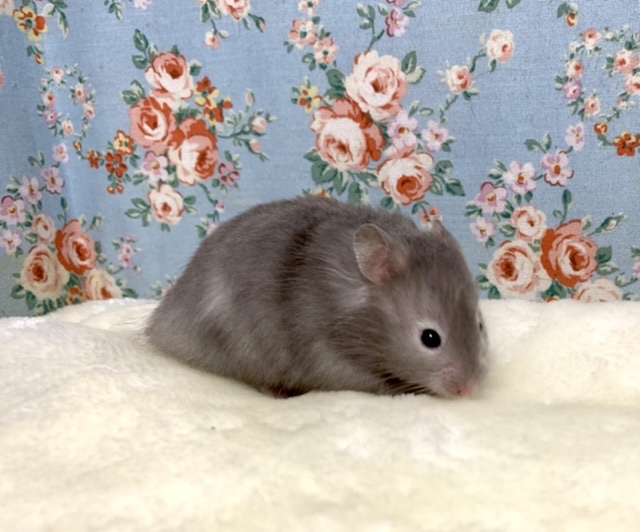 ゴールデンハムスター