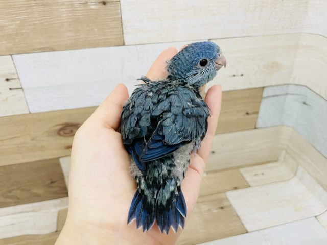 サザナミインコ