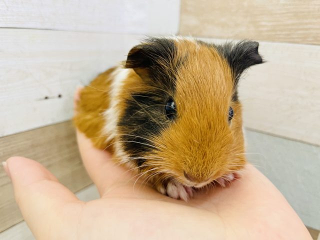 イングリッシュモルモット