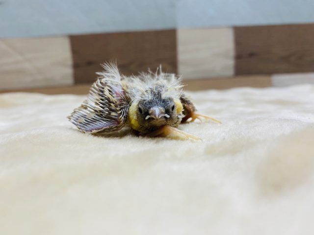 錦花鳥（キンカチョウ）