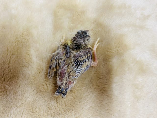 錦花鳥（キンカチョウ）