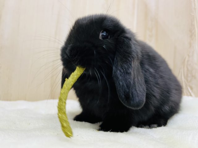 ロップイヤーラビット