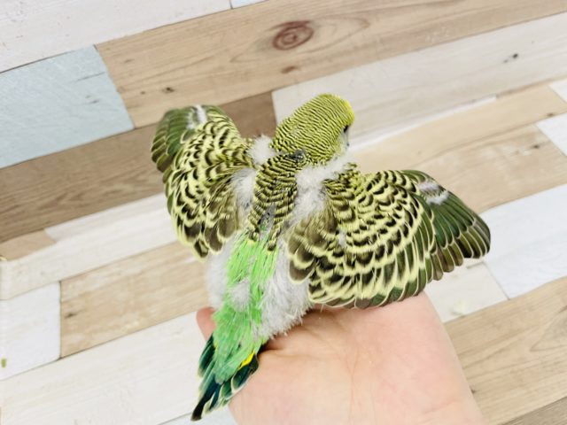 ジャンボセキセイインコ