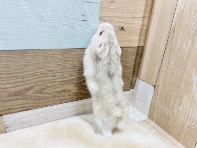 キャンベルハムスター