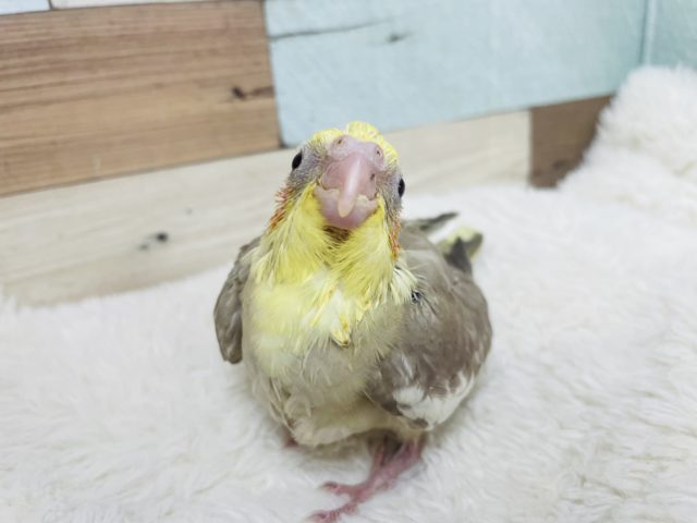 オカメインコ