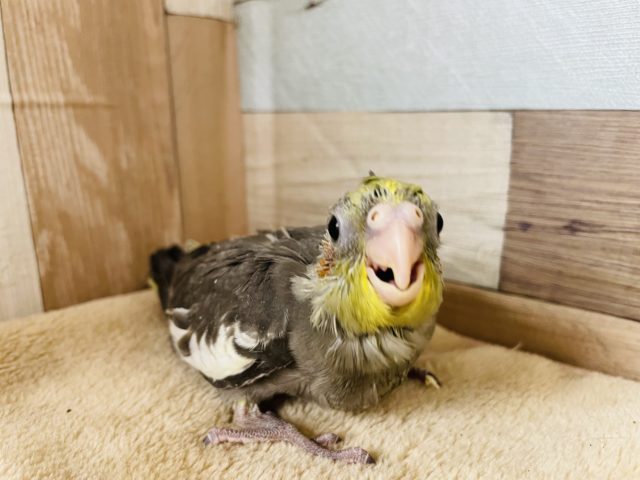 オカメインコ
