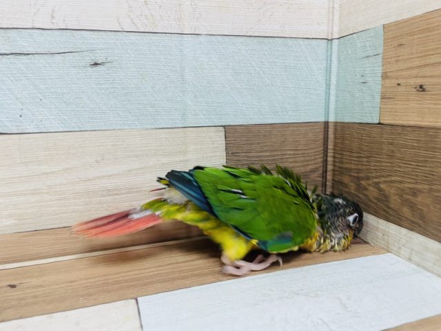 ワキコガネウロコインコ