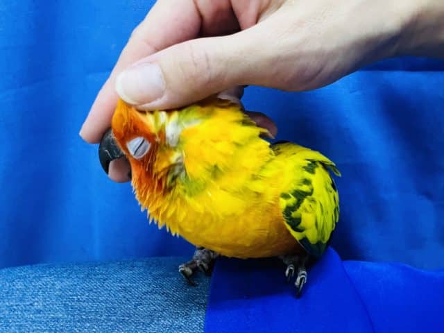 コガネメキシコインコ