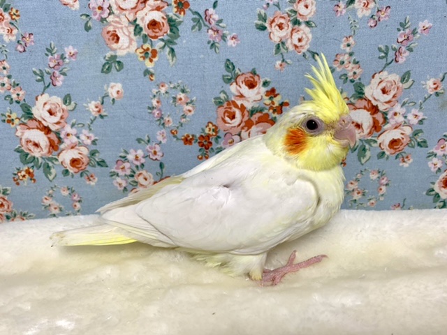 オカメインコ