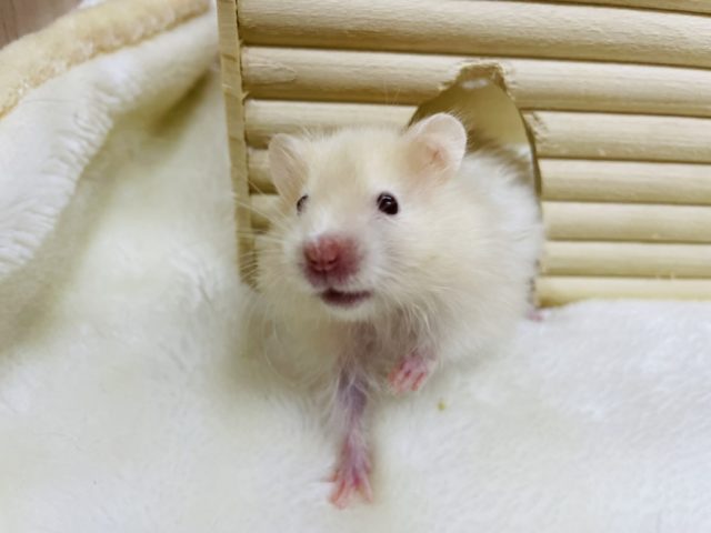 胸きゅん♡赤目サテンハムスター女の子! ゴールデンハムスター