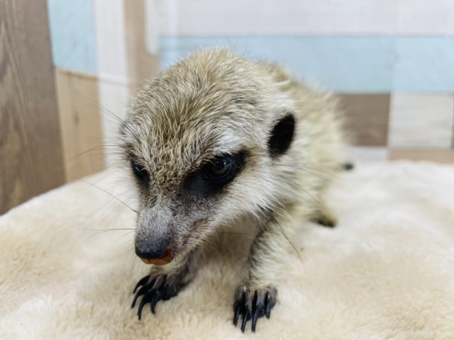 ミーアキャット