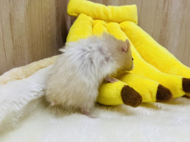 胸きゅん♡赤目サテンハムスター女の子! ゴールデンハムスター