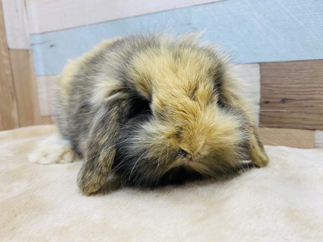 ロップイヤーラビット